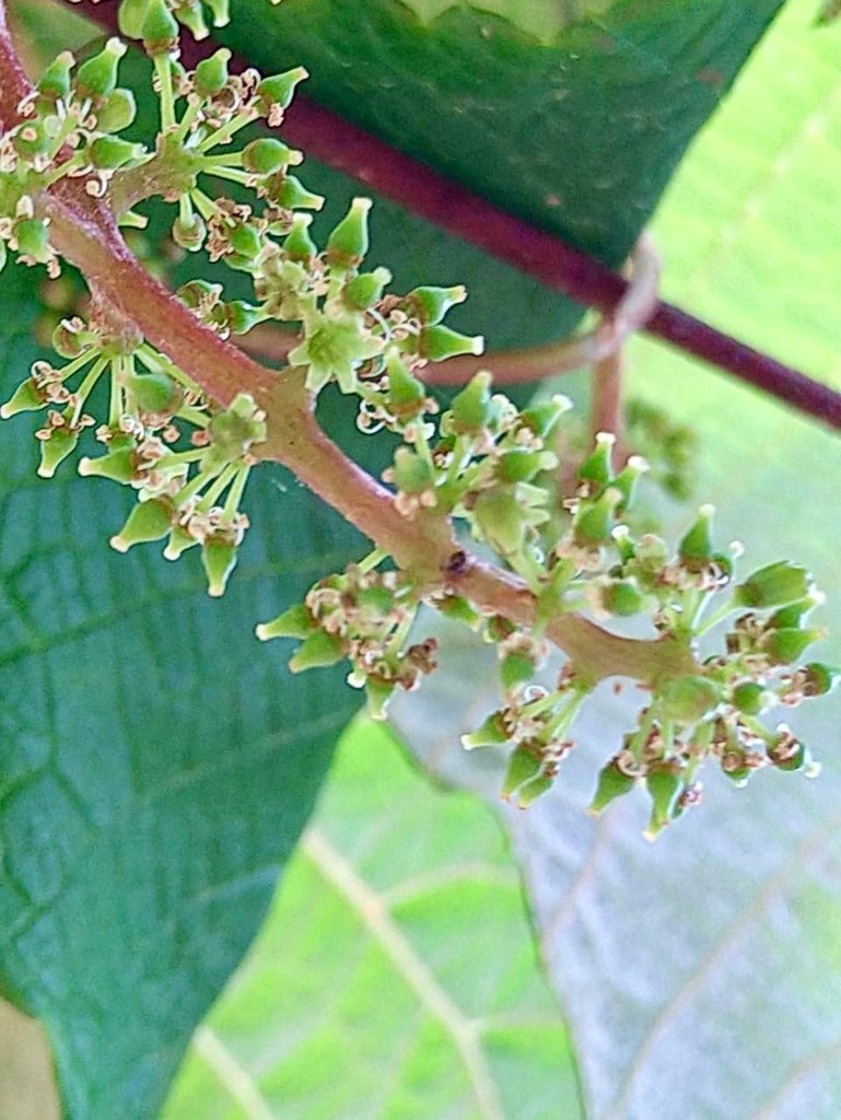 サデミと山葡萄花入 サデミと山葡萄花入